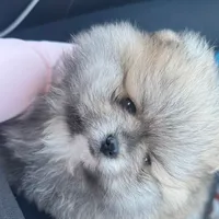 original sound - ester_sotomayor