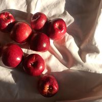 manzanita.sisisi