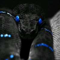 ____snakes____
