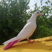 ghulam.nabi.khan38