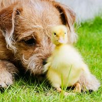 petthingss
