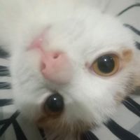 suara asli - Pigi KCG48