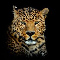jaguarul005