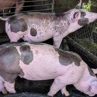 original sound - josevalle235