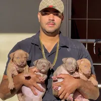 original sound - parkdosmonsterbullkennel