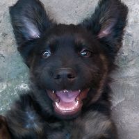 marleydogzinho