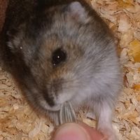 golubka_hamster