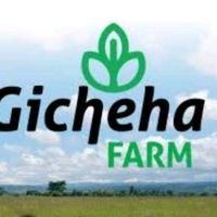 gicheha_farm