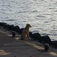 original sound - bosayasiyosunn