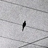 original sound - alkash69.0