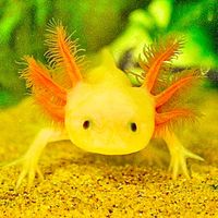 axolotlmusica