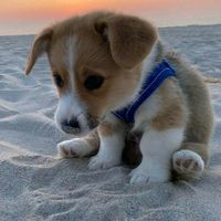 perrito_9282913