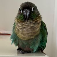 echothegcconure