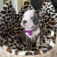 the_adventures_of_jayce