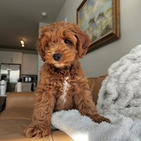 franklinthecockapoo