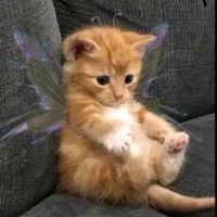 randommsimp