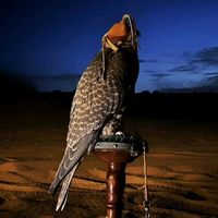 الصوت الأصلي