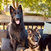 koda_and_wrigley