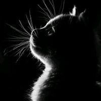 sophy_bm