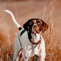 dogpointer