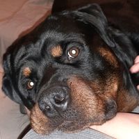 passionrottweiler