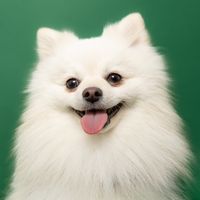 pipocapomeranian