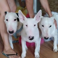los_.panas.bullterrier