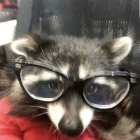 basicskarlette
