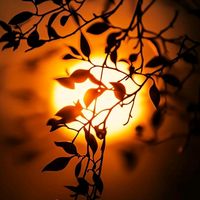 urdu.shayari5583