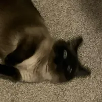 original sound - hunterwow4