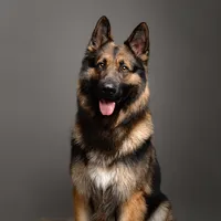 original sound - rocko.rockito