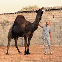 original sound - mohammedjakak