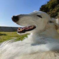 Chop Shop From Robots