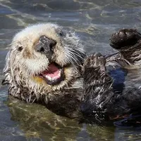 original sound - robertbritt8441