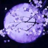 midnightfoxy1015