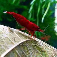 aquawoelkchenglueck