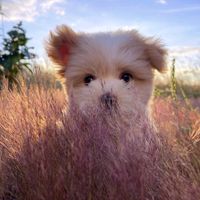 nhạc nền - Jinsun 🐶🐶🐶🐶