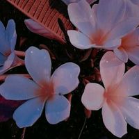 luiza_indiretas1