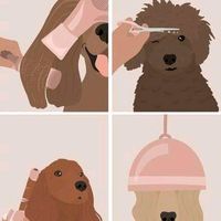 missgroomer_s