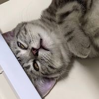 khaitom.cat