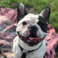 herculesfrench