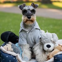 schnauzrteddy