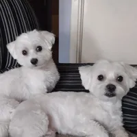 original sound - spakaleskovac