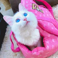 original sound - bolotinha_a_gata_branca