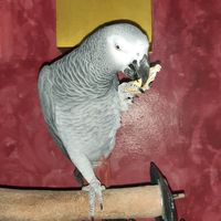 duecoglioni cosi grandi