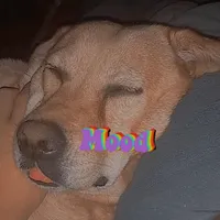 original sound - 7paranoid7