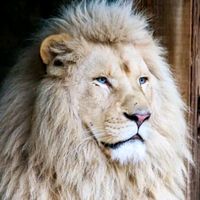 1lionblancduguemon