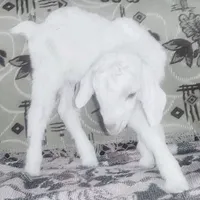 original sound - vinculoeterno_