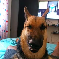 original sound - cm411