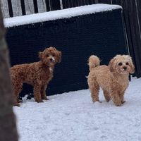 thewillowdeancavapoo